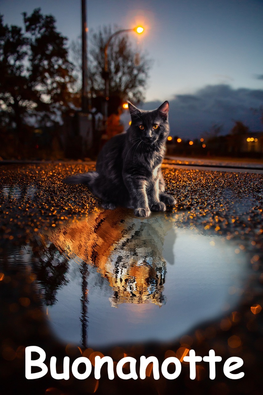  un fotomontaggio con un gattino che ha l'ombra di una tigre in una pozzanghera'